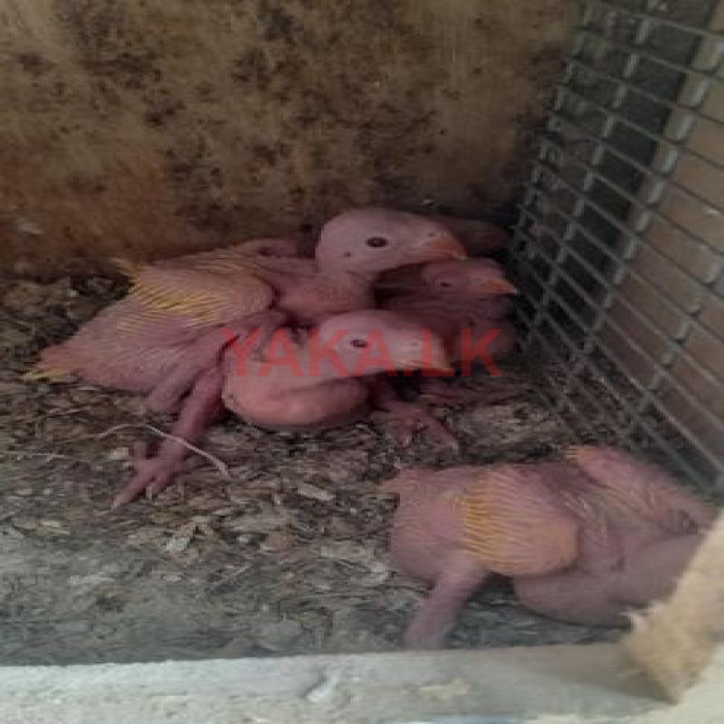 Yellow Ringneck Parrot Chicks