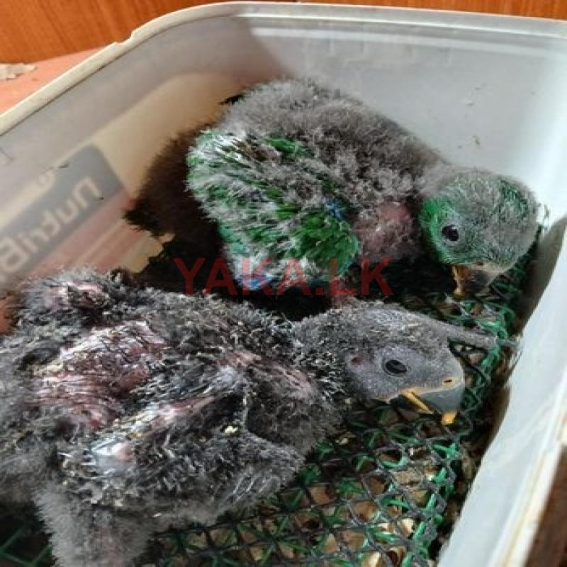 Eclectus Chicks