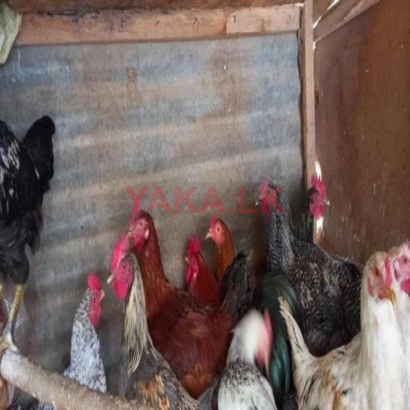 ගම් කුකුල්ලු