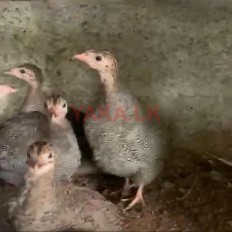 ගිණි කුකුල් පැටවුන්