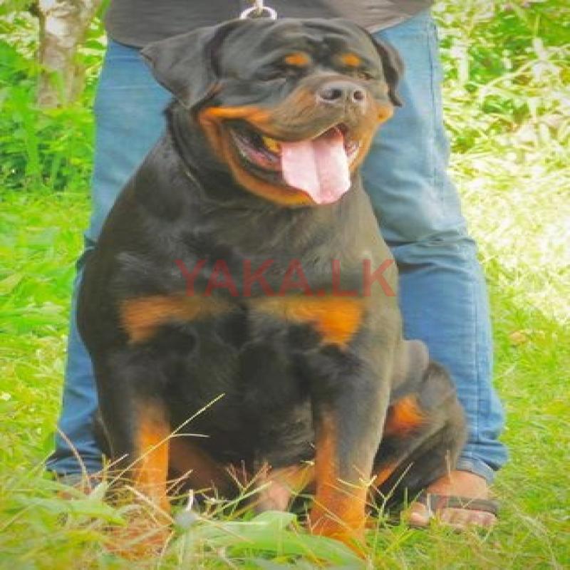 Rottweiler for Crossing (Stud)
