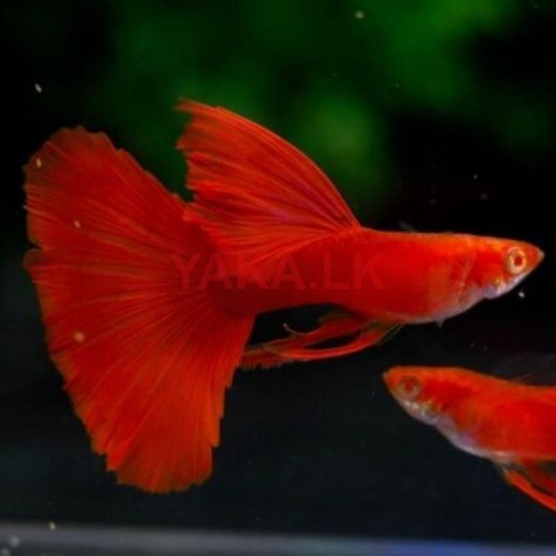 Albino Full Red Guppy