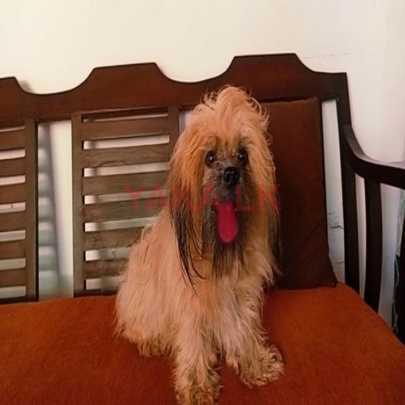 Shitzu Dog for Crossing