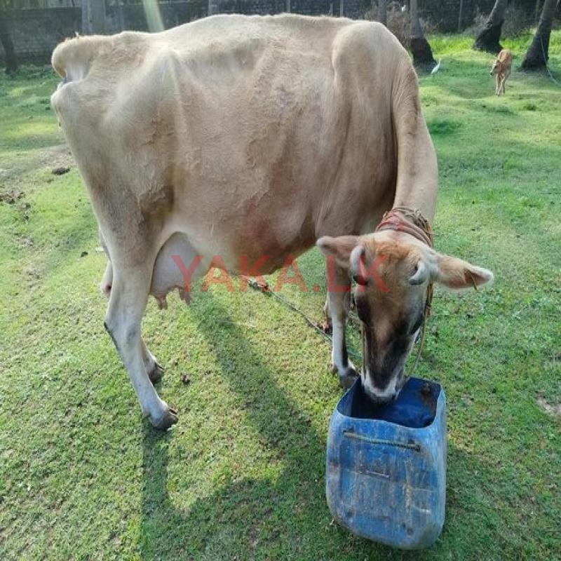 சினை பசு