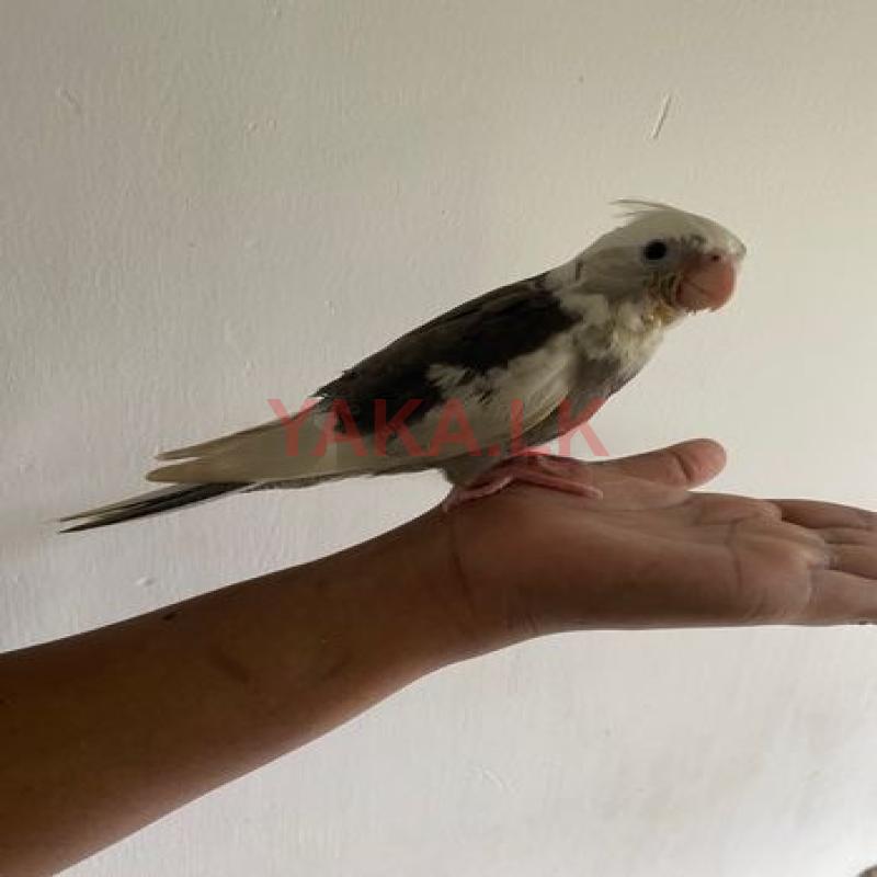 Cocktails Hand Training Bird