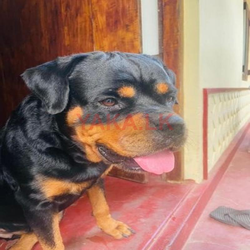 Rottweiler Female Dog