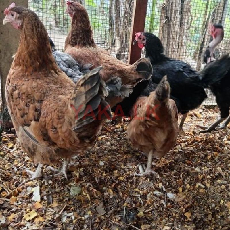 ගම් කිකිළියන්