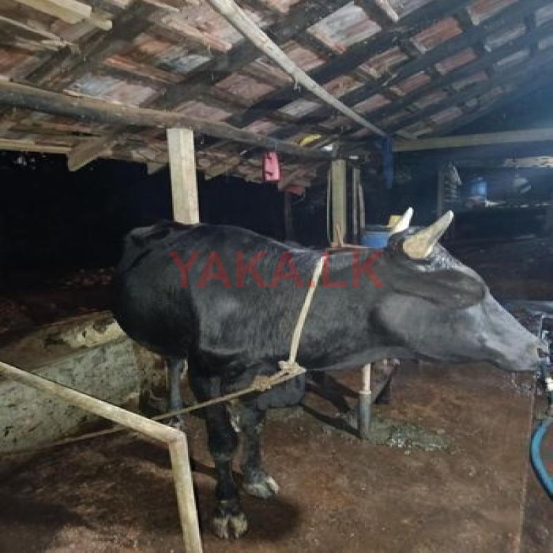 පීශියන් නැම්බියක්