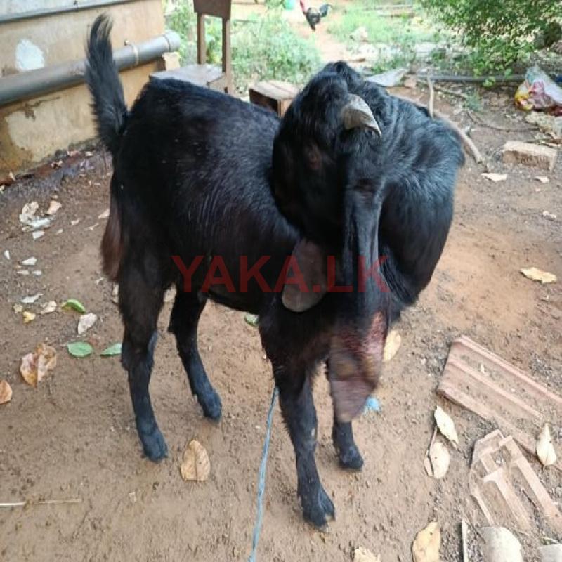 2 யமுனாப்பாரி கிடாய்கள்