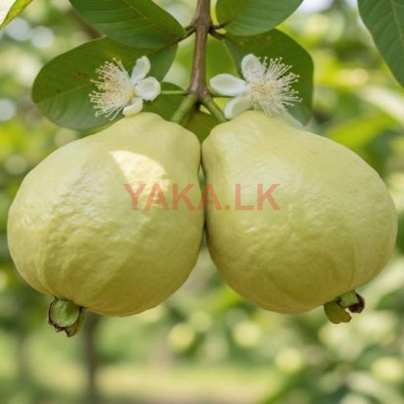 Pink Diamond Guava