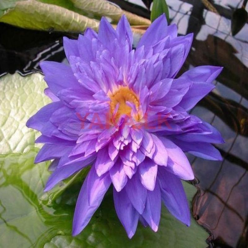 King of Siam Water Lily