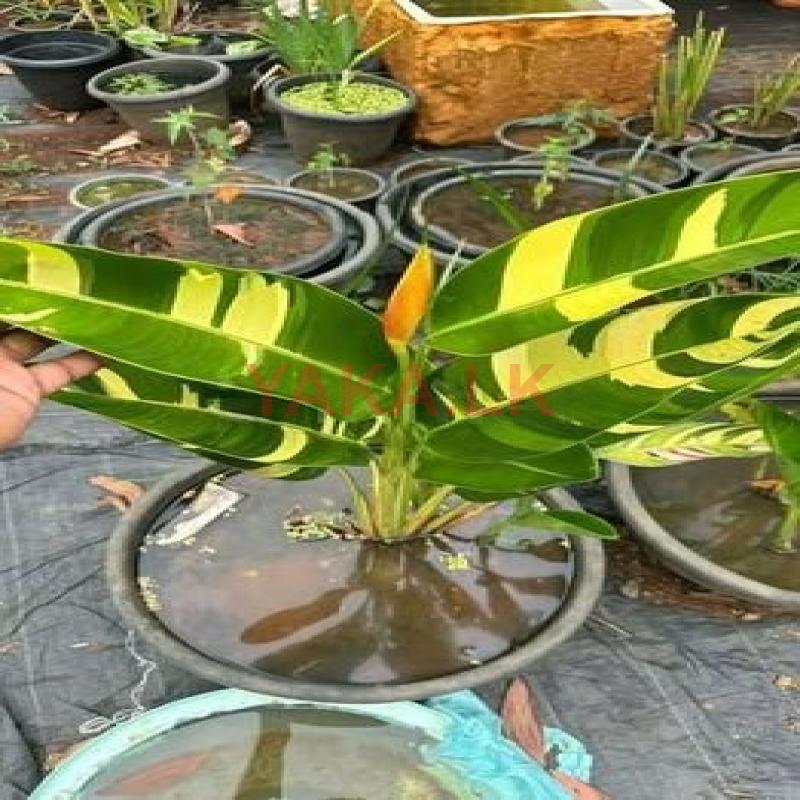 Variegated Helicornia