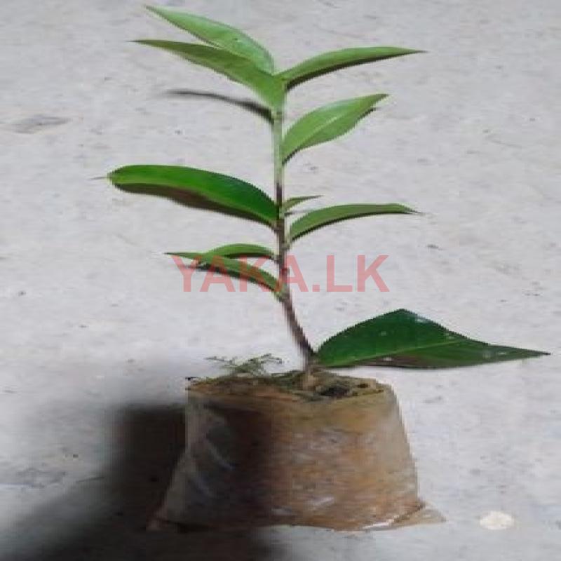 Tea Plants තේ පැල