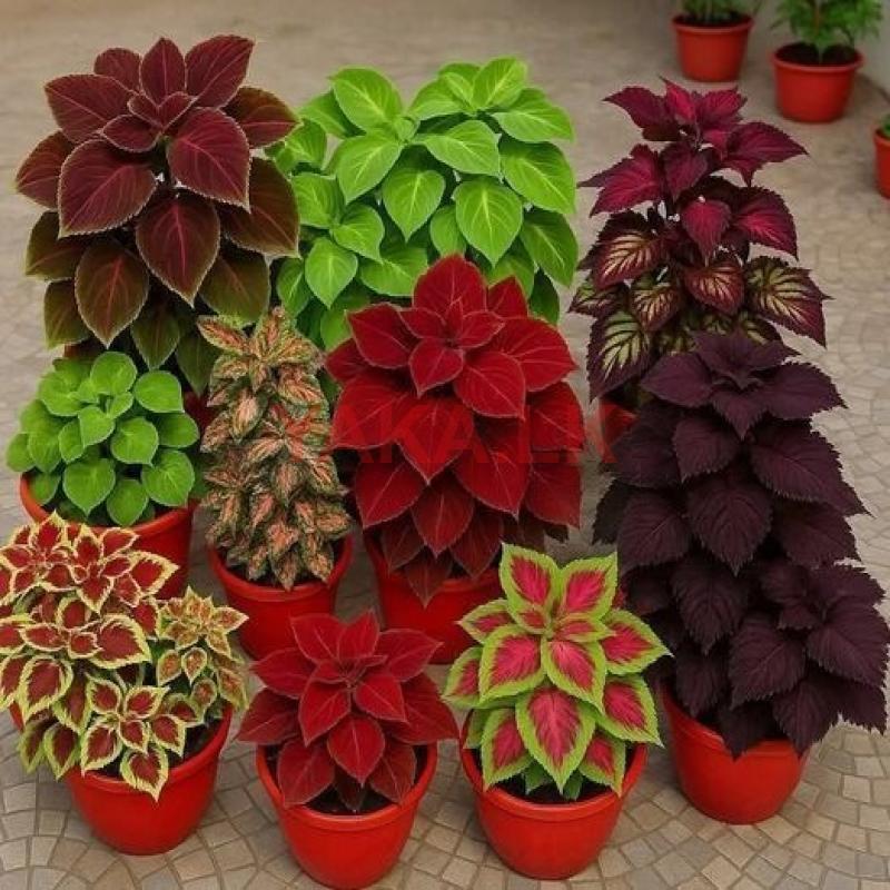 20 வகை கோழியாஸ்