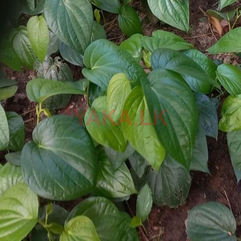 வெற்றிலை