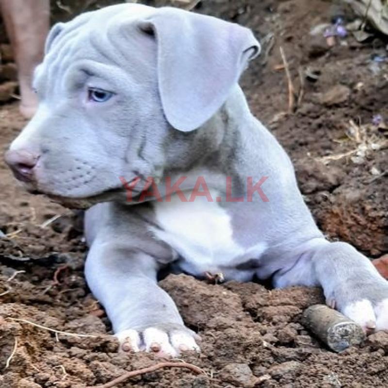 American Bully Puppy