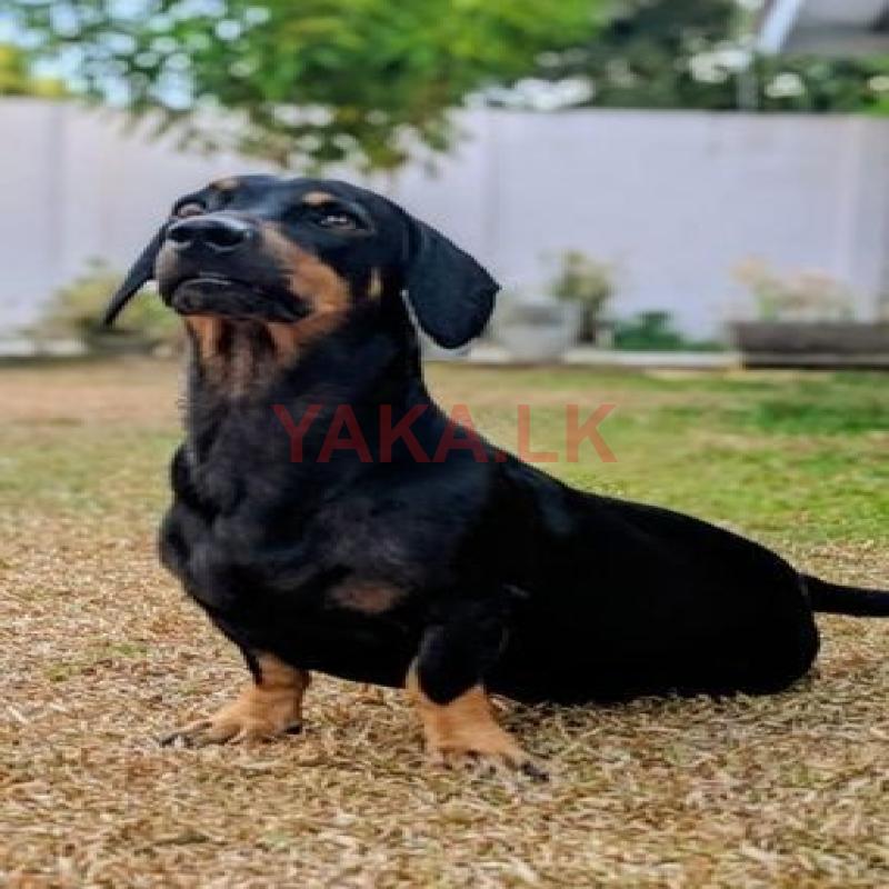 Dachshund Dog for Crossing