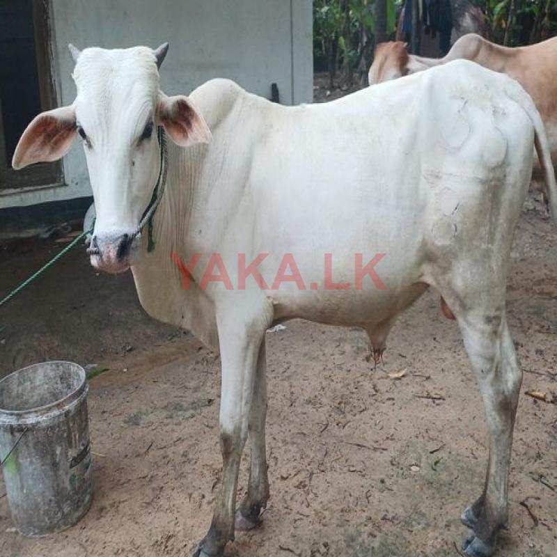 நாம்பன் மாடு