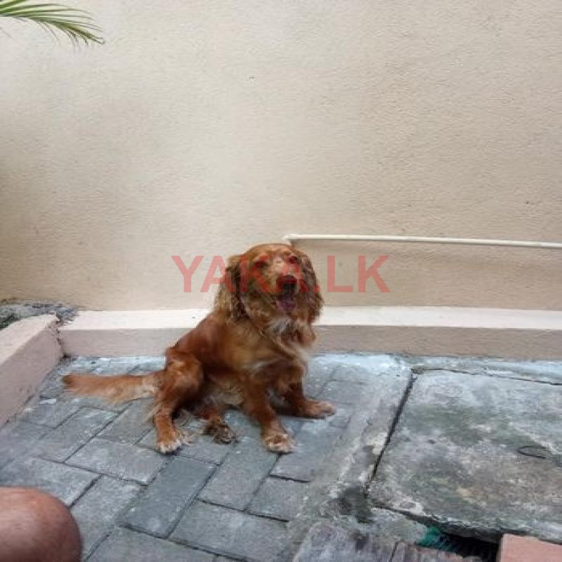 Cocker Spaniel Dog for Crossing