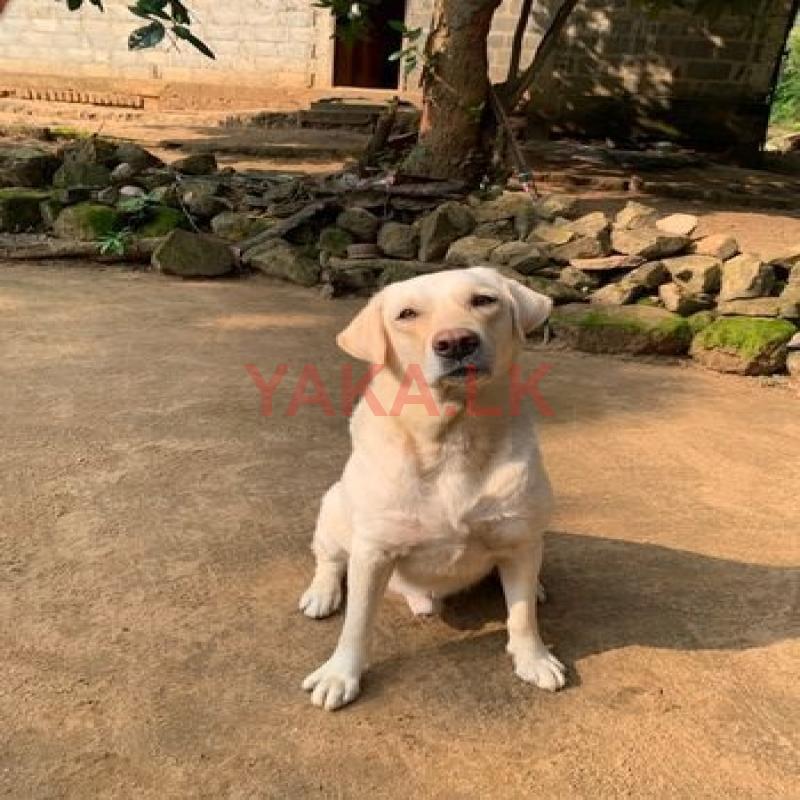 Labrador Dog Crossing