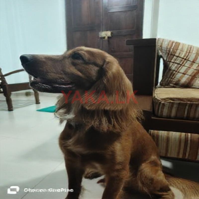 Cocker Spaniel Male Dog for Crossing