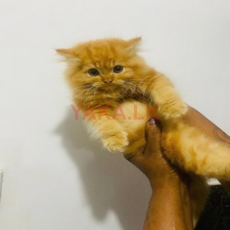 Persian Male Kitten