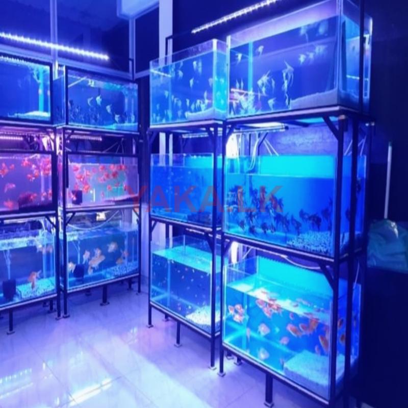 Fish tanks