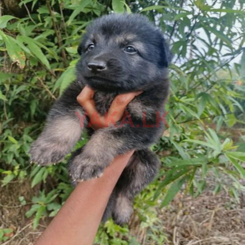 German Shepherd Puppy