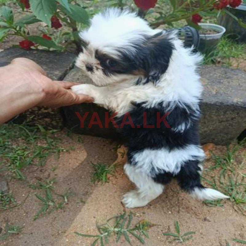 Shihtzu Puppy