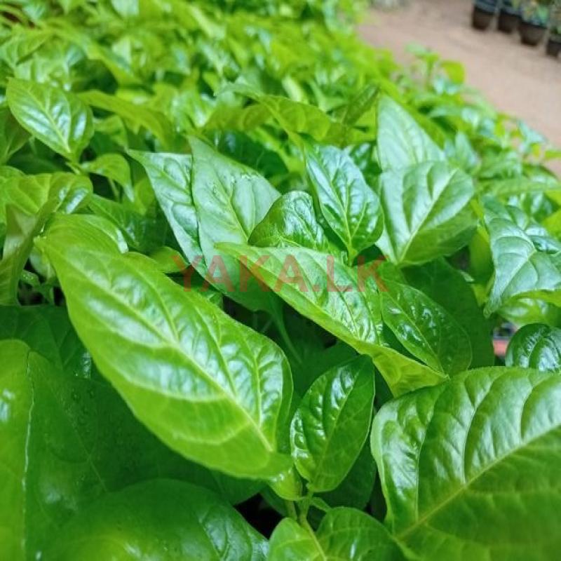 ස්කොච් බොනට් ඩාර්ක් ග්‍රීන් ජම්බෝ පැල