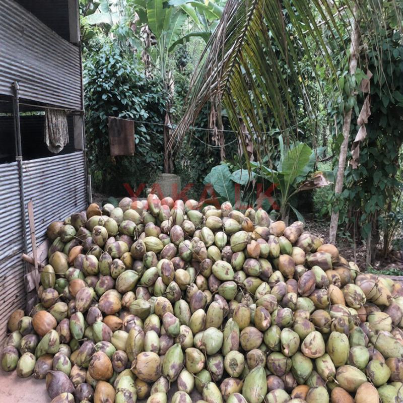 පොල් Coconut