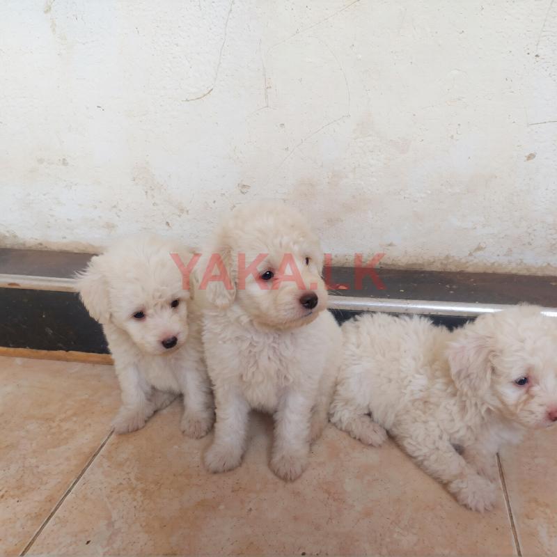 Poodle Puppies