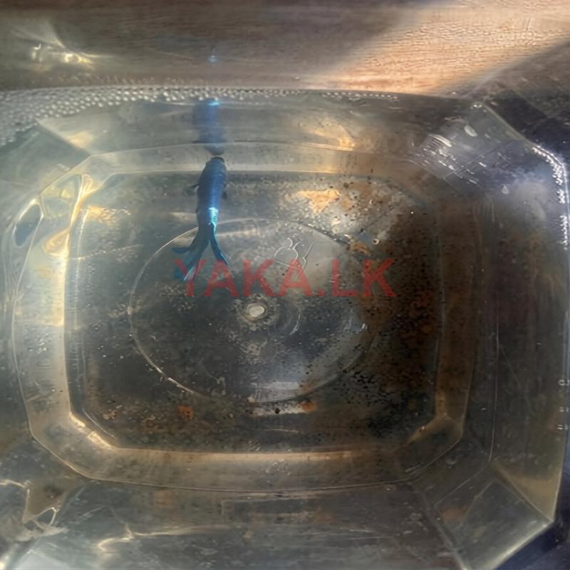 Indonesian Bloodline Avatar Pocket Pair