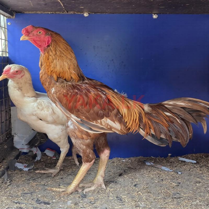 வெள்ளடியன் சேவல்