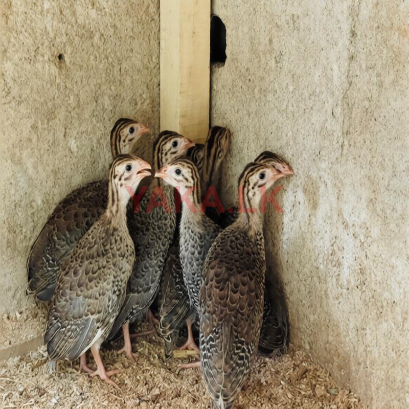 Guinea Fowl Chicks