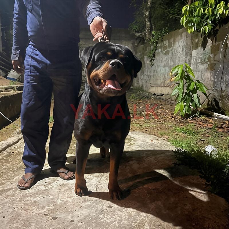 Rottweiler for Crossing