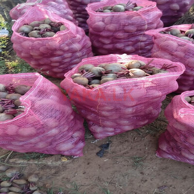 பீற்றூட்