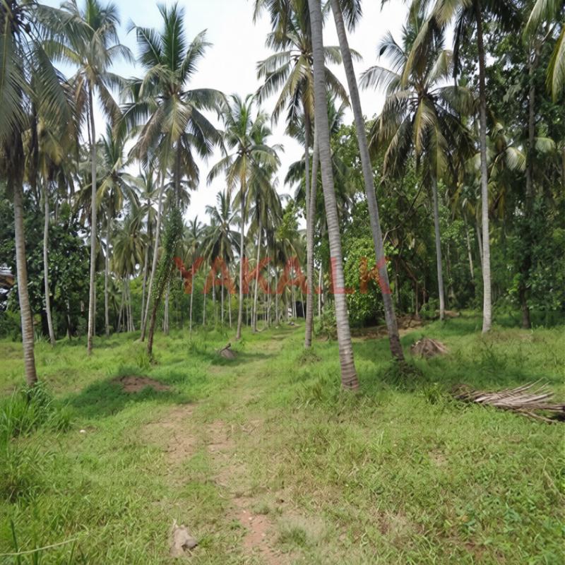 Divulapitiya, Negombo road facing land for sale warehouse factory yard