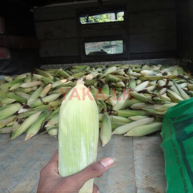 බඩ ඉරිගු