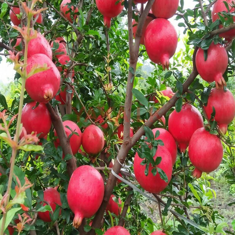 இந்தியன் மாதுளை