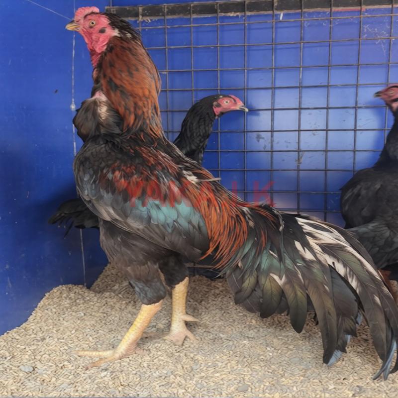 வெள்ளடியன் சேவல்