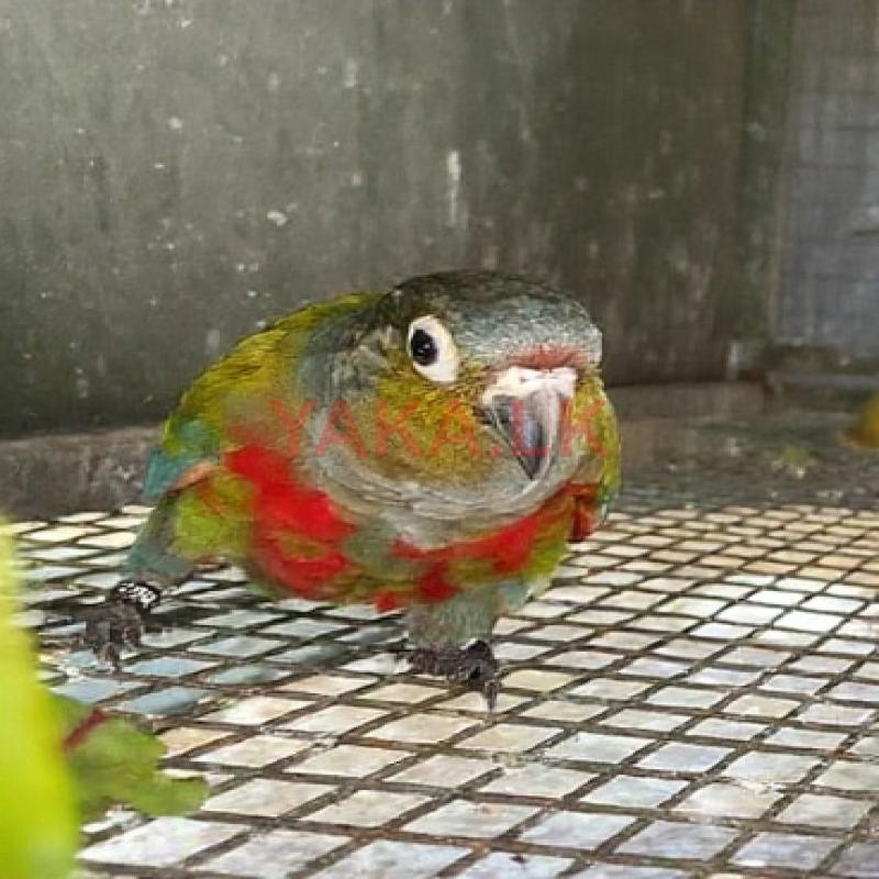 Crimson Bellied Chicks