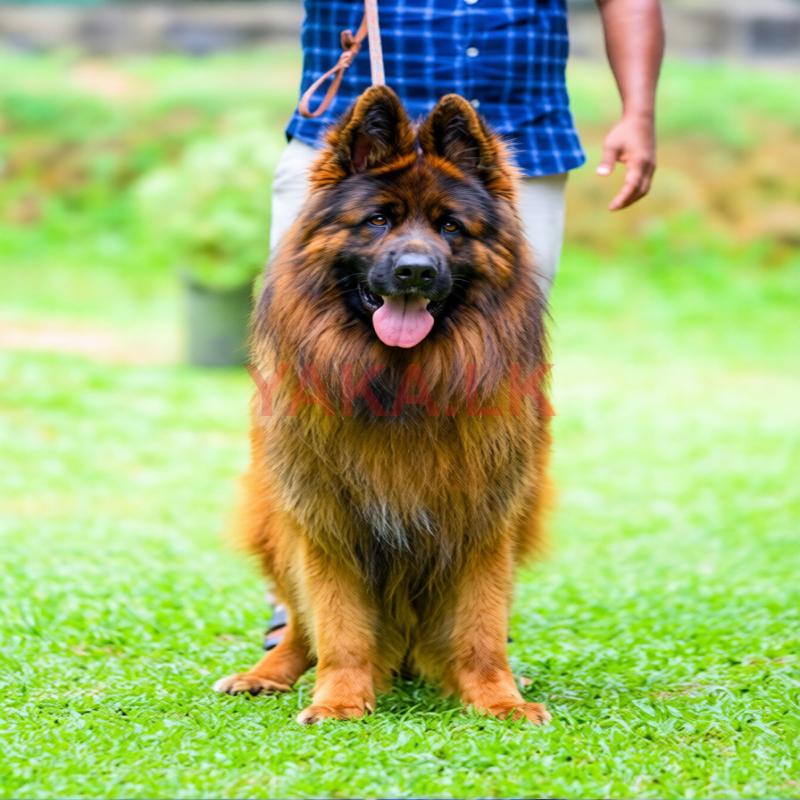 German Shepherd for Crossing