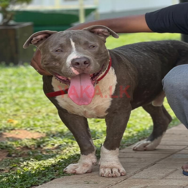 American Bully for Stud