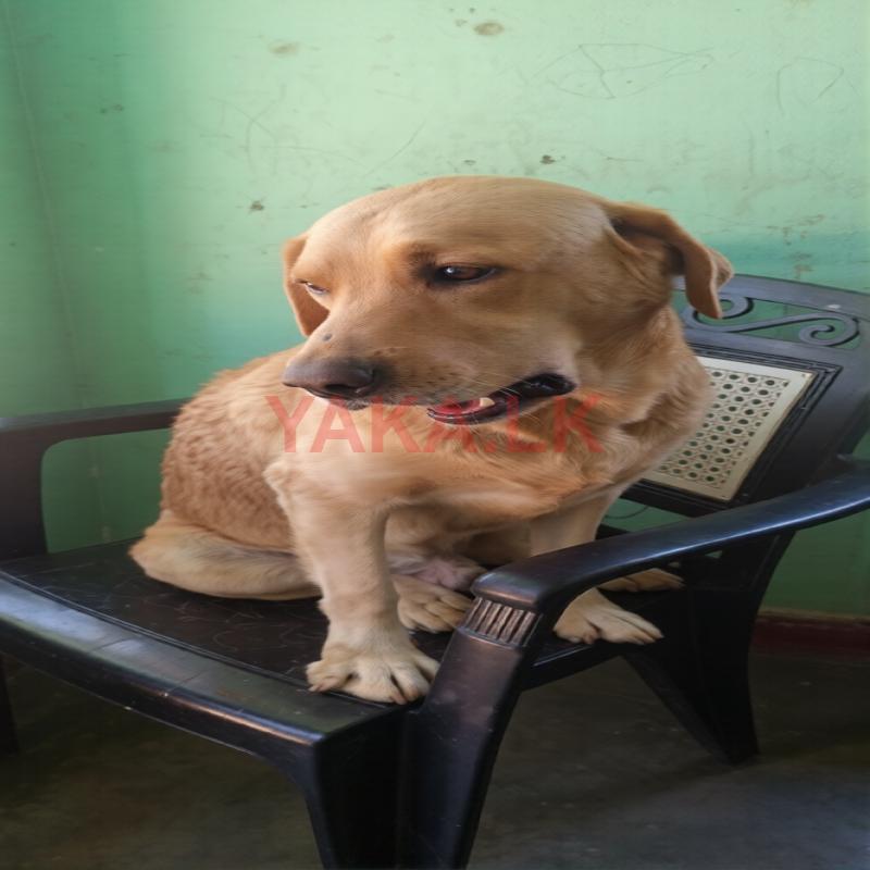 Labrador Dog for Crossing