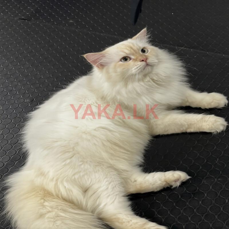 Persian Cat for Crossing