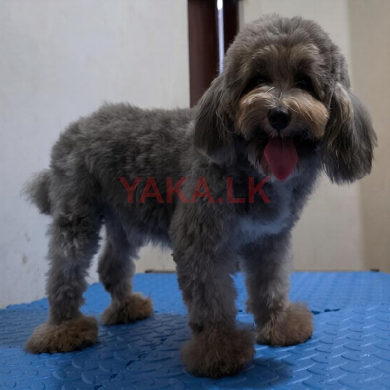 Poodle Puppies for Stud