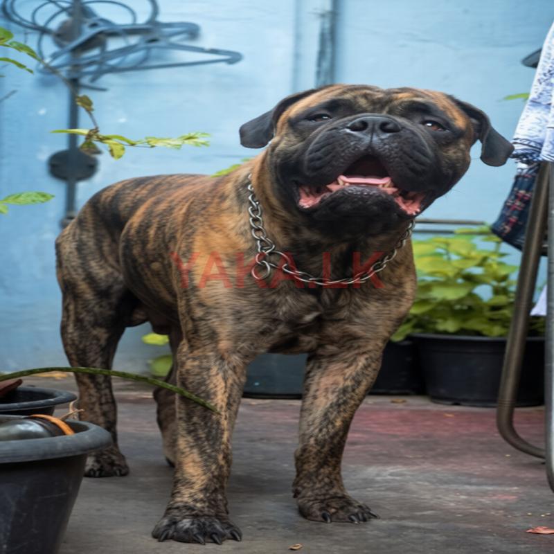 Bullmastiff for Crossing