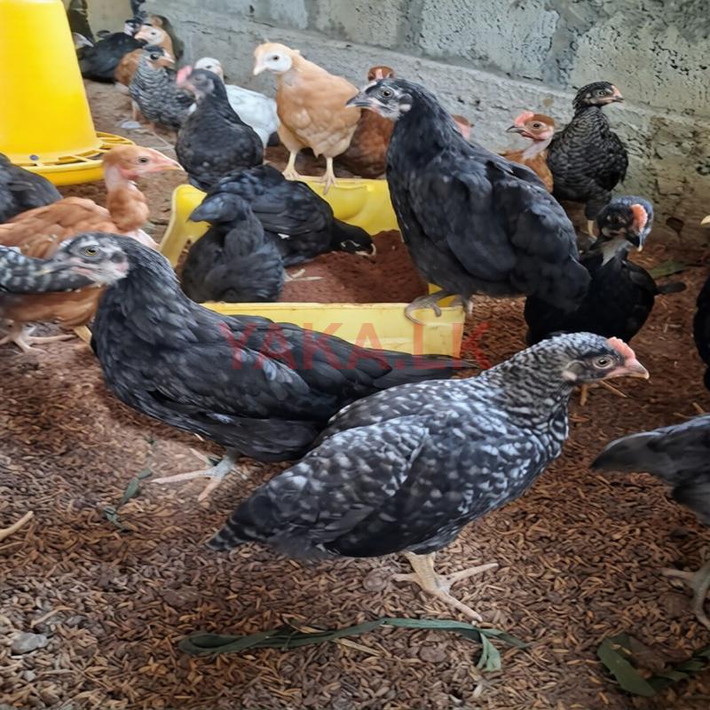 ஊர்க்கோழிக்குஞ்சு