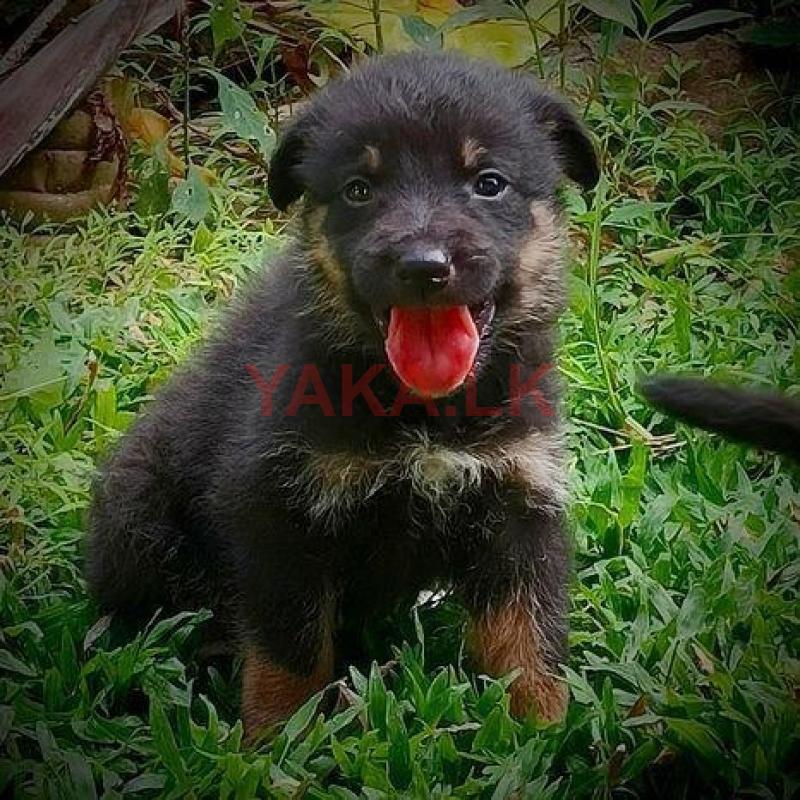 Lion Shepherd Ridgeback Mixed Puppies